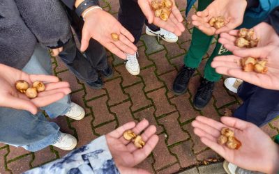 Projekt Krokus