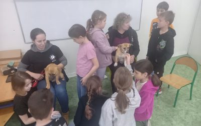Zbiórka karmy dla skierniewickiego schroniska